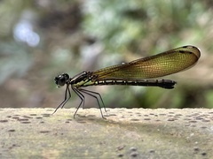 Heliocypha fenestrata