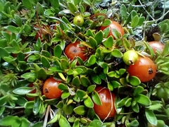Coprosma perpusilla