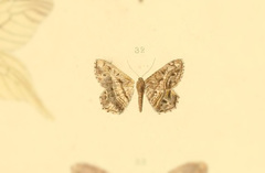 Chiasmia cacularia
