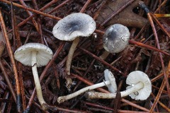 Leucoagaricus melanotrichus