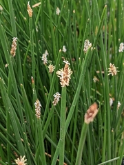 Eleocharis acuta