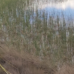 Eleocharis sphacelata