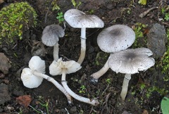 Leucoagaricus melanotrichus