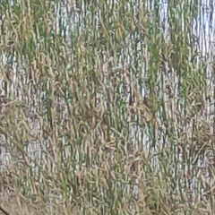 Eleocharis sphacelata