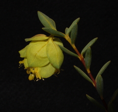 Pimelea aeruginosa