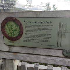 Eleocharis sphacelata