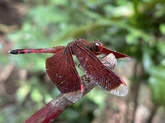 Neurothemis terminata