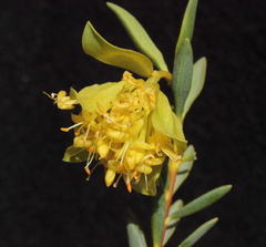 Pimelea aeruginosa