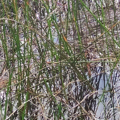 Eleocharis sphacelata