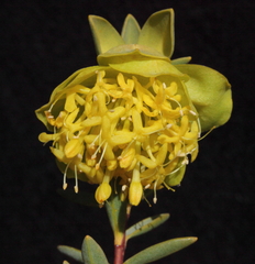 Pimelea aeruginosa