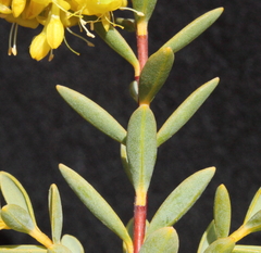 Pimelea aeruginosa