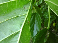 Caloptilia xanthopharella