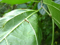 Caloptilia xanthopharella