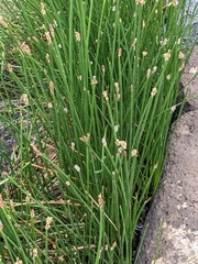 Eleocharis acuta