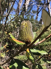 Banksia saxicola