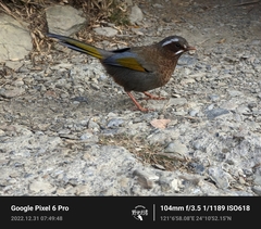 Trochalopteron morrisonianum