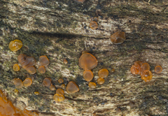 Dacrymyces minor
