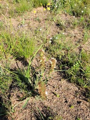 Echiostachys incanus