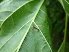 Caloptilia xanthopharella