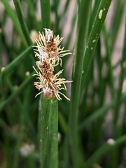 Eleocharis acuta