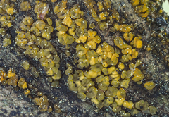 Dacrymyces stillatus
