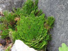 Selaginella novoleonensis