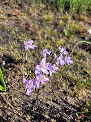 Moraea lugubris