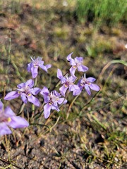 Moraea lugubris