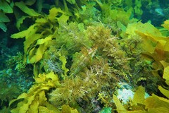 Heteroscarus acroptilus