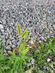 Setaria viridis pycnocoma
