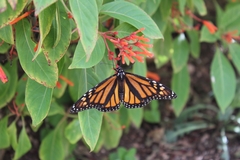 Bouvardia ternifolia