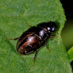 Enochrus