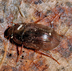 Hydrobius