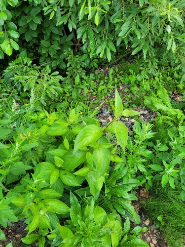Cornus alba