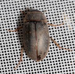 Enochrus