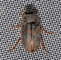 Enochrus