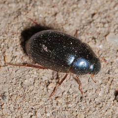 Hydrobius
