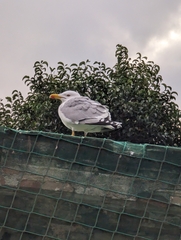 Larus michahellis