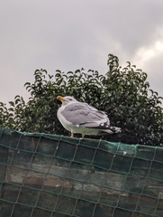 Larus michahellis