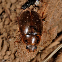 Enochrus