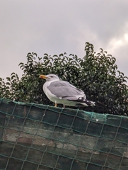 Larus michahellis