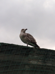Larus michahellis