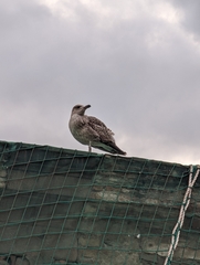 Larus michahellis