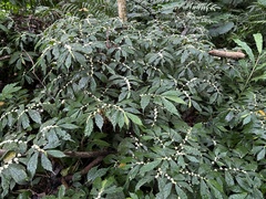 Elatostema lineolatum