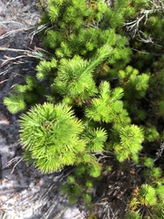 Stenanthera pinifolia