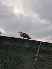 Larus michahellis