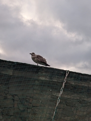 Larus michahellis