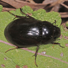 Hydrochara caraboides