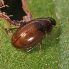 Enochrus