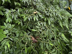 Elatostema lineolatum